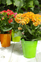 Kalanchoe (Saxifragales Crassulaceae Kalanchoe) flower in small buckets