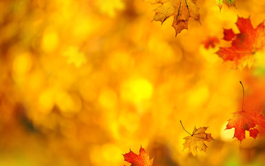 Beautiful autumn background