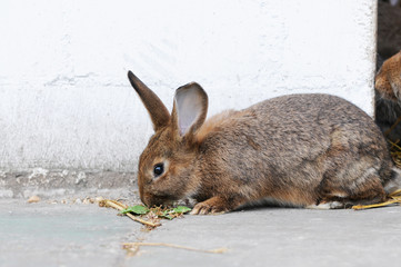 rabbit sitting in front of shed