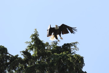 Weißkopfseeadler im Landeanflug