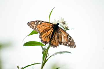 monarch butterfly 01