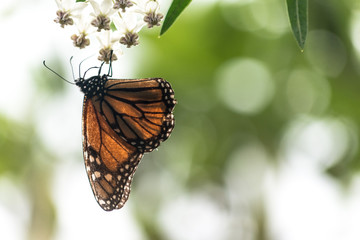 Monarch butterfly 04