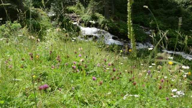flower meadow in front of wild stream at Zillertal valley Schwarzachtal (Tirol, Austria)