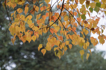 Leaves changes colour during autumn