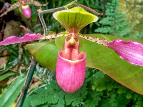 hot pink lady-slipper orchid with green top and yellow accents