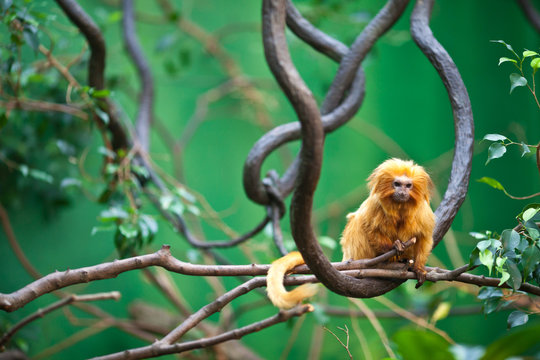 Golden Lion Tamarin