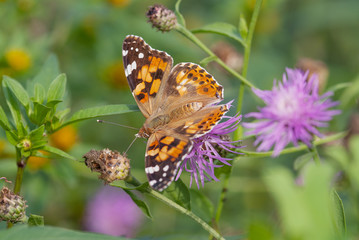Obraz premium farfalla su un fiore