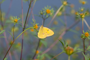 farfalla su un fiore