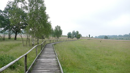 Fototapeta na wymiar Lüneburger Heide, Wanderweg
