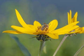 insetto su un fiore