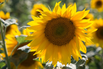 Obraz premium Sonnenblume 