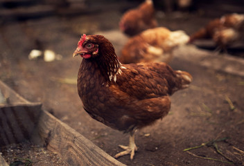 on the farm chicken