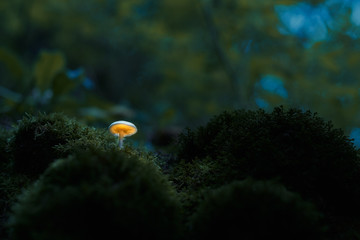 Fototapeta na wymiar Glowing mushroom in dark forest