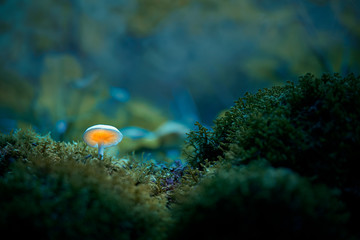 Glowing mushroom in dark forest