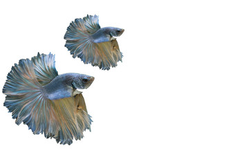 Siamese Betta fighting fish