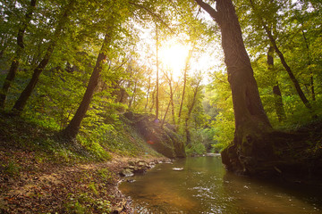 Obraz premium Flowing stream in forest