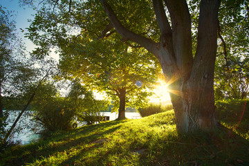 Obraz premium Beautiful sunny forest