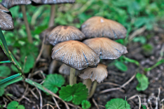 A bunch of small mushrooms in the grass
