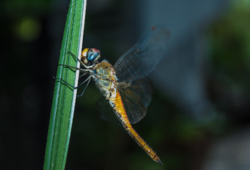 macro