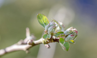 zarte aufgehende blüte eines apfelbaumes