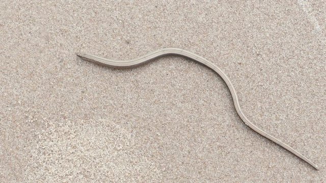 The Anguis fragilis or slow worm snake like limbless lizard on sandy beach