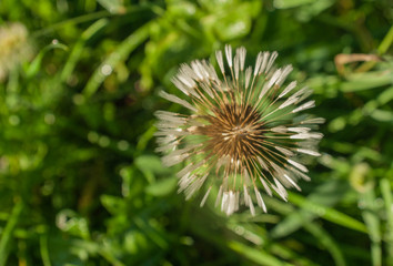 Dandelion in the early morning on the autumn sunlight