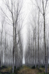 Obraz na płótnie Canvas Misty Forest