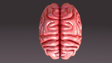 Human Brain