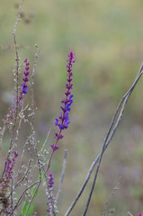 Flower sage, lilac flower closeup.