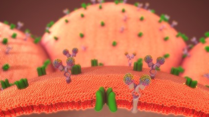 Glucose Metabolism