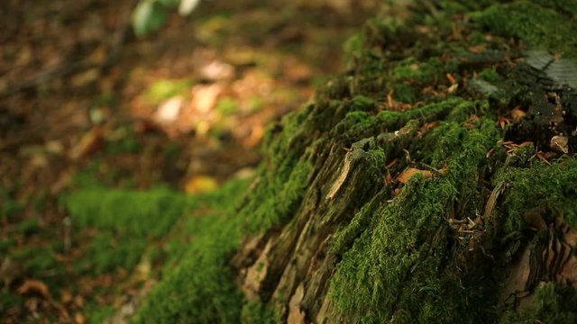 Macro panning over delicate green moss growing on a tree stump in a forest