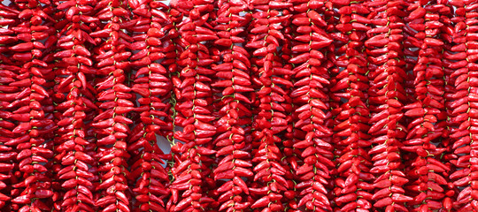 Piment d'Espelette / Espelette pepper (Capsicum annuum)