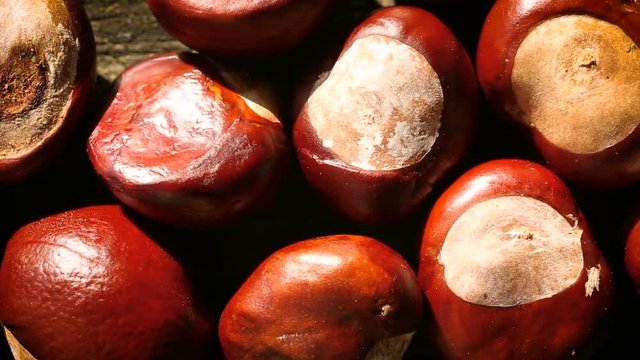 Macro panning over conkers from a Horse Chestnut tree