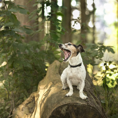 dog in the forest - jack russell terrier 