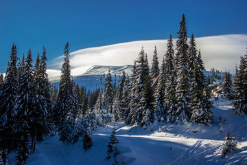 coniferous forest in the winter mountains