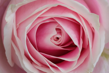 Beautiful pink rose closeup