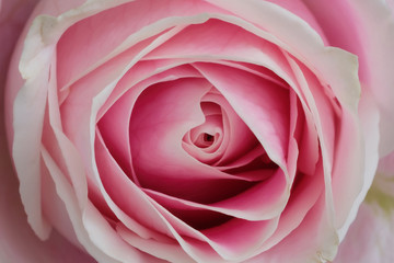 Beautiful pink rose closeup