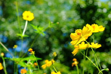 Yellow Cosmos flower and blue sky for backdrop background usage