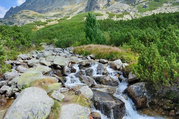 Nature of High Tatras mountain in Slovakia. Forest with stream in Tatra mountains.