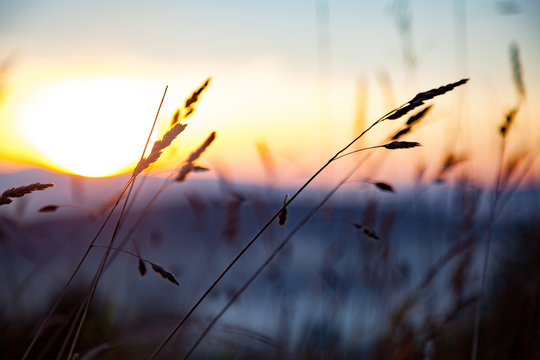  Sonnenaufgang mit Grashalme
