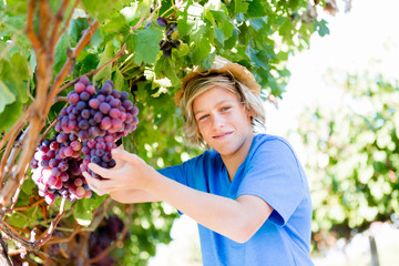 Boy in vineyard