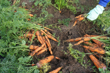 Female hands in gloves pulled carrots. The theme of gardening.  