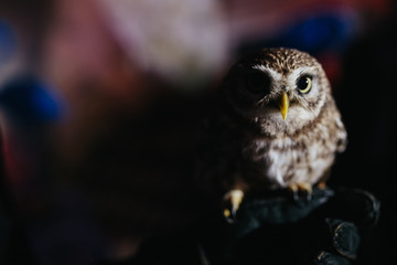 Little owl sits on the hand in black glove