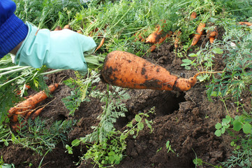 Woman in gloves holding a big carrot. The theme of gardening. 