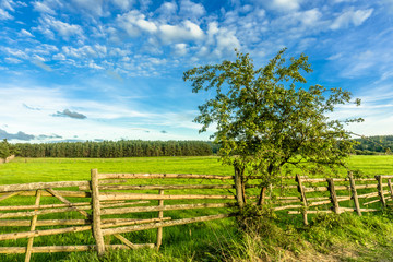 Fototapeta premium Lonely tree on field with green grass, countryside landscape