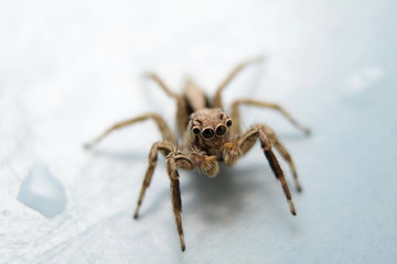 Jumping Spider