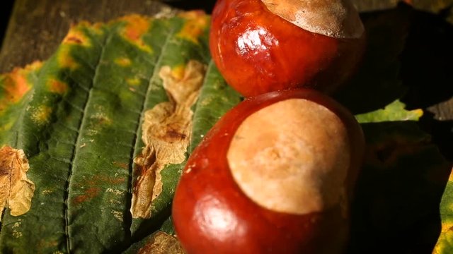 Macro panning over conkers and leaves from a Horse Chestnut tree