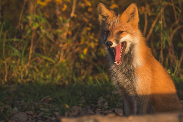  fox at sunset
