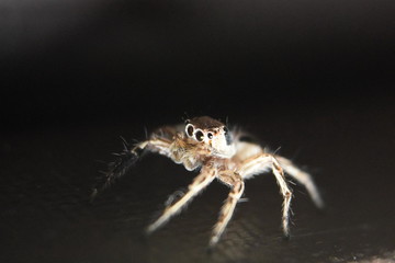 Jumping Spider