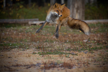  fox at sunset